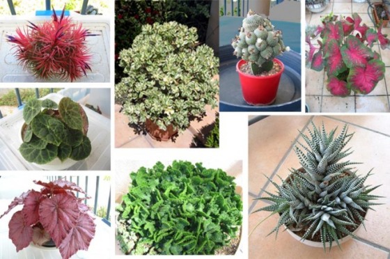 The Diversity and Beauty of Potted Plants