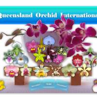 ✿❀ Queensland Orchid International ❀✿
