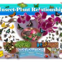 Do Plants and Insects Coevolve? 🥀🐝🌺🦋
